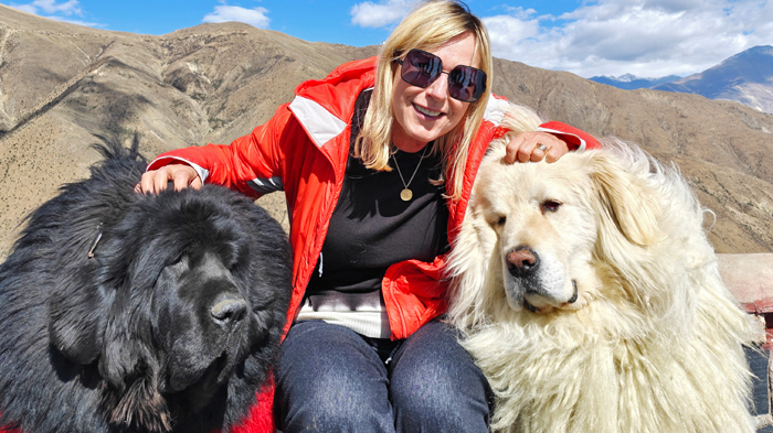 Tibetan Mastiffs