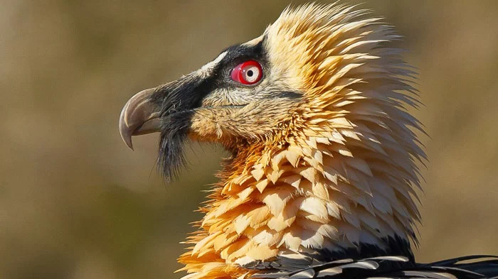 the-bearded-vulture.webp