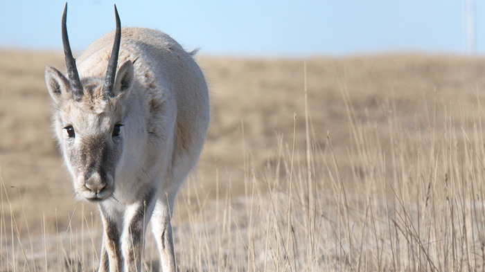 The Tibetan Antelope in the Photographer's Lens