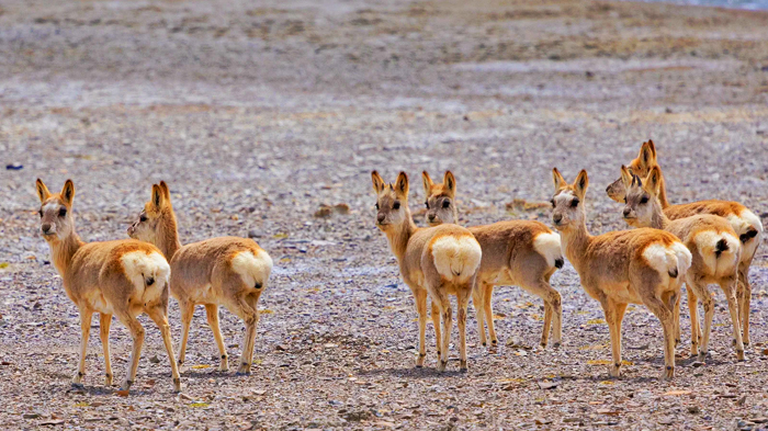 Tibetan Gazelle