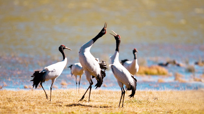 The Hutoushan Reservoir is a major winter-feeding ground for rare birds.