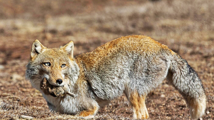 Tibetan fox catches a pika in the Everest region of Tibet