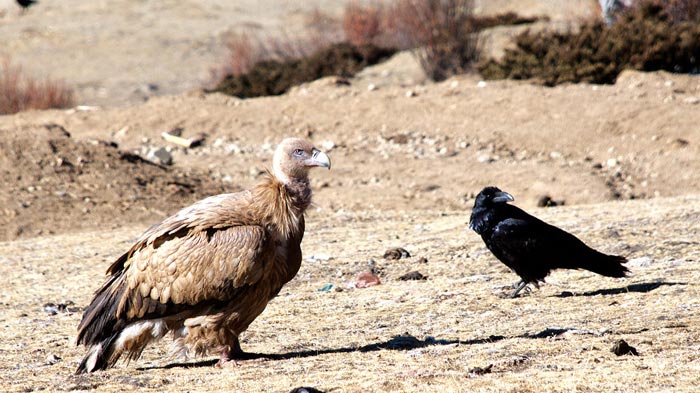 Vultures in Tibet
