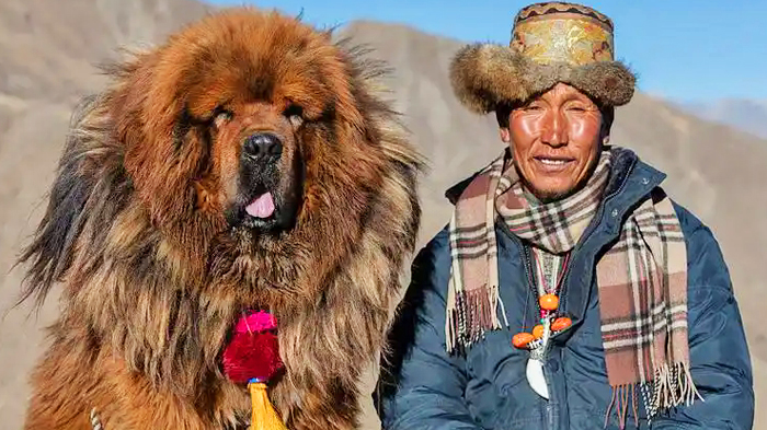 Tibetan Mastiffs
