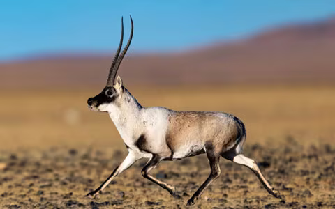 Tibetan Antelopes (Chiru): A Complete Guide to Tibet’s Iconic Wildlife & Best Places to See