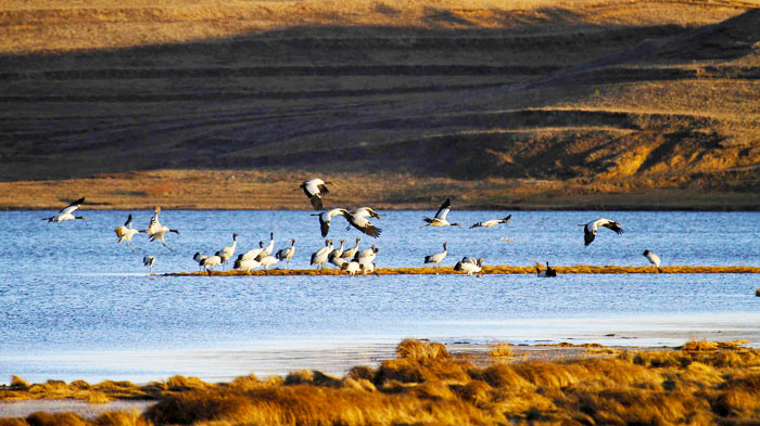 Tibetan Birdwatching is just that bit more spectacular. 