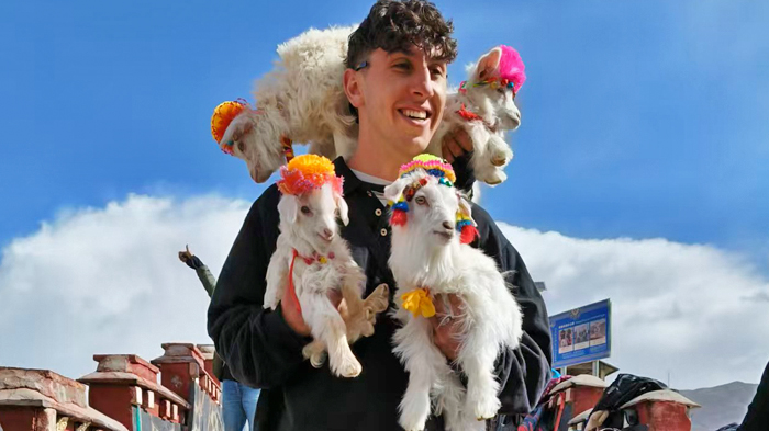 the Decorated Tibetan Goats