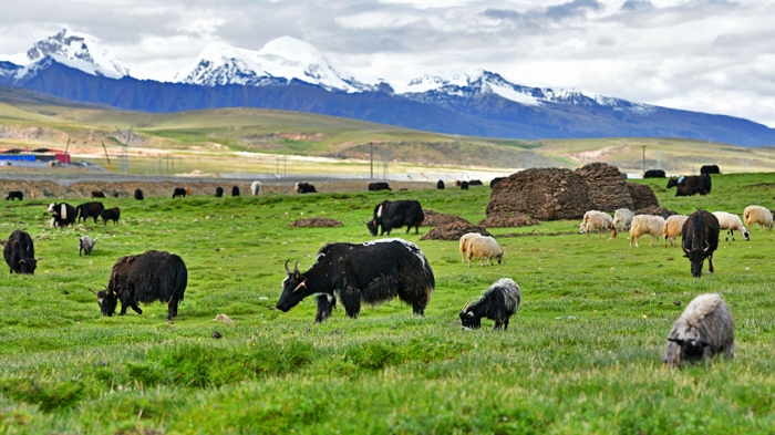 Domestic yaks in Tibet