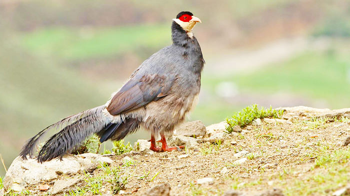 Tibetan Eared Pheasant