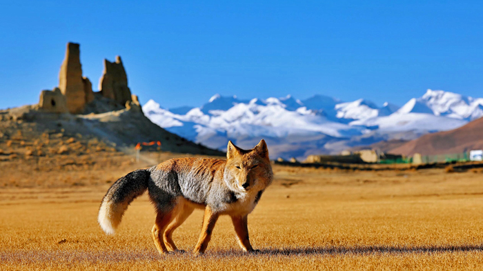 A Tibetan fox roaming the highlands of Old Tingri near Mount Everest