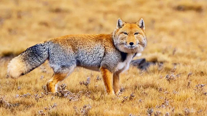 The Tibetan Fox