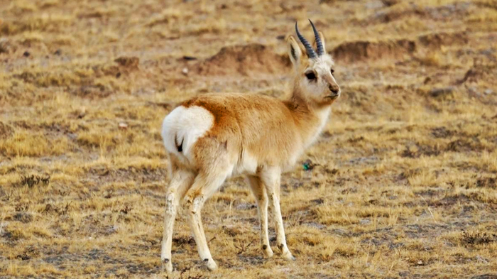 Tibetan gazelle with its iconic heart-shaped marking near the tail