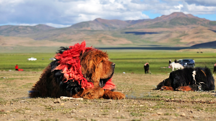 Tibetan Mastiff collars
