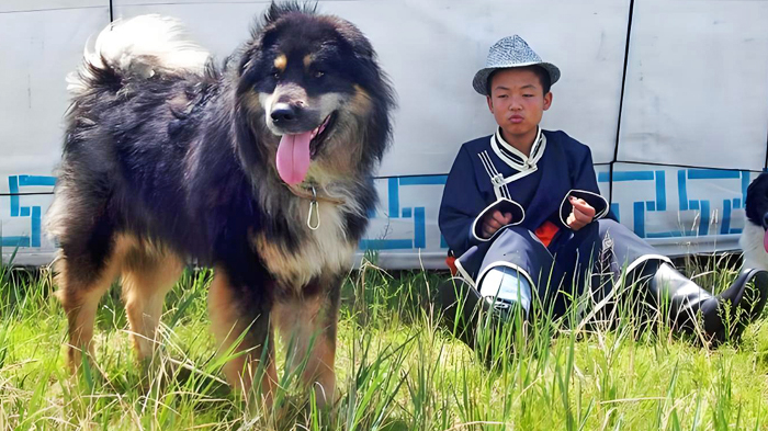 Tibetan Mastiff at Tent