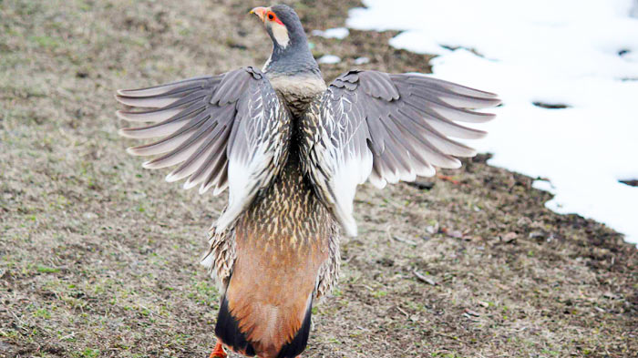 Tibetan Snowcock