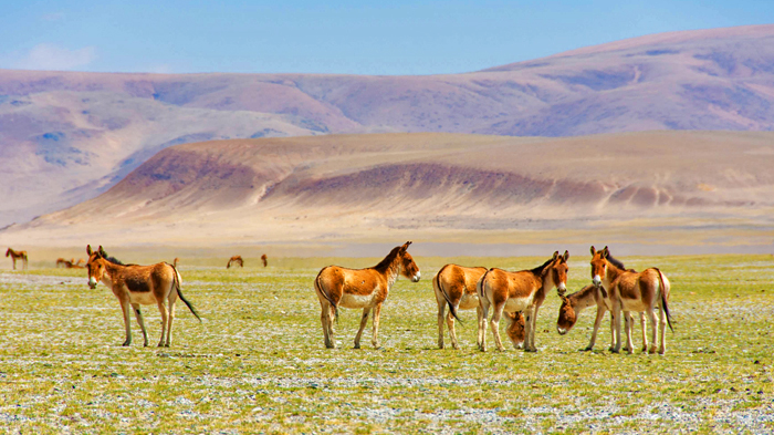 the Tibetan wild ass
