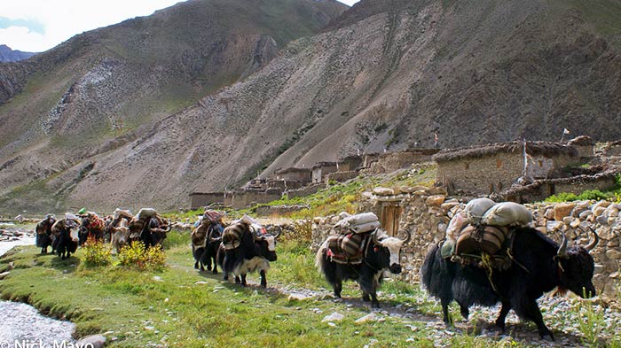Tibetan yak caravans are frequently used for adventurous trips and mountaineering.