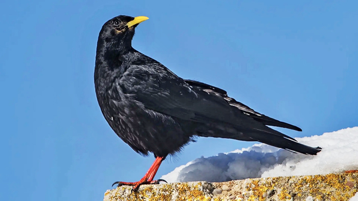 A Tibetan yellow-billed chough spotted in the Everest region