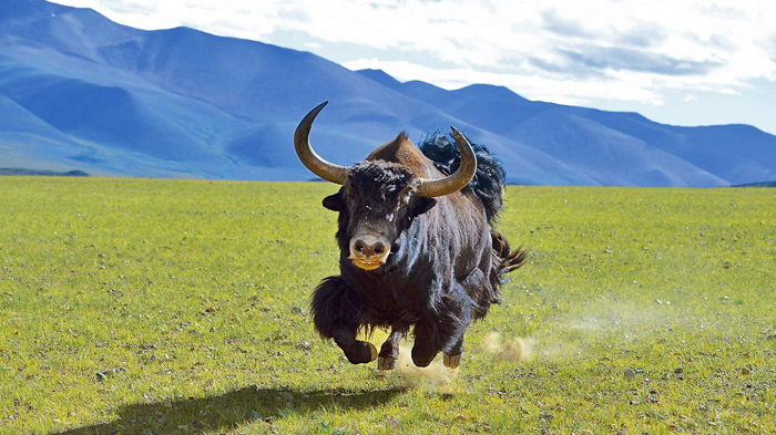 Tibetan Wild Yak