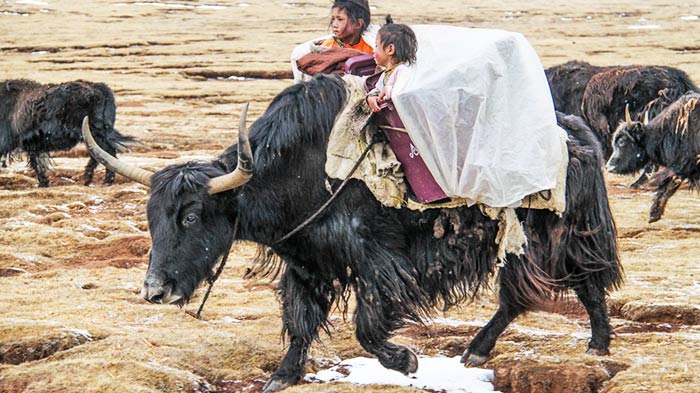  Yaks are carrying two kids.