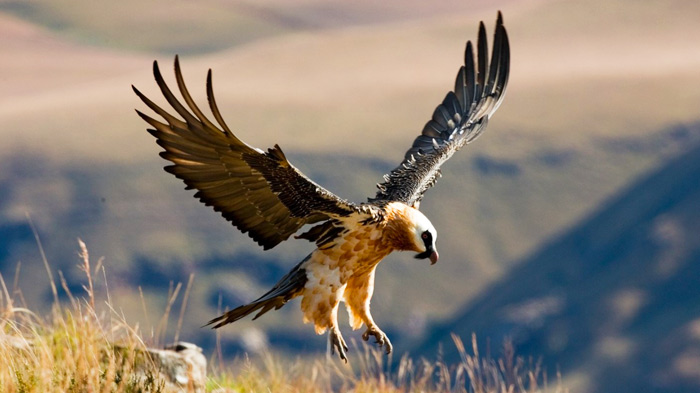 Vulture The Sacred Bird Of Tibet,Can You Freeze Mushrooms