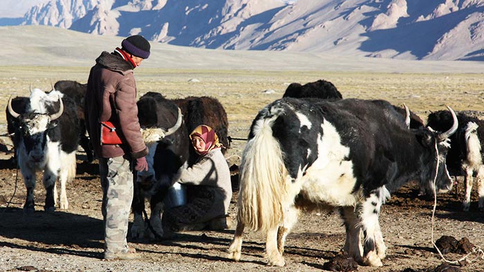  The locals are milking the yak.