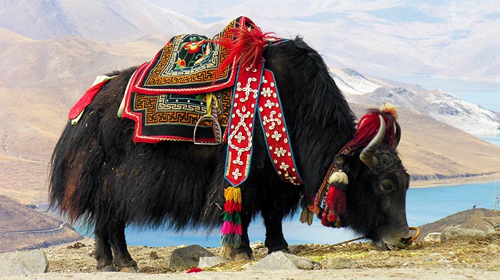 Tibetan Yaks