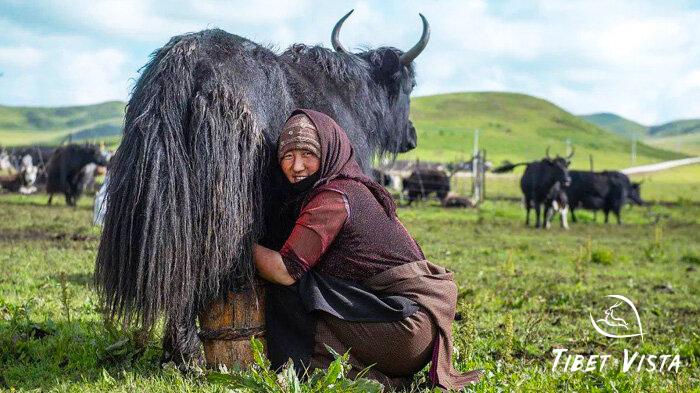 Tibetan nomad