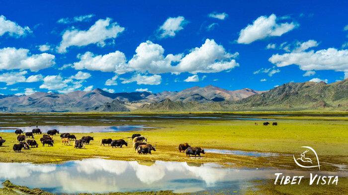 Tibetan yaks