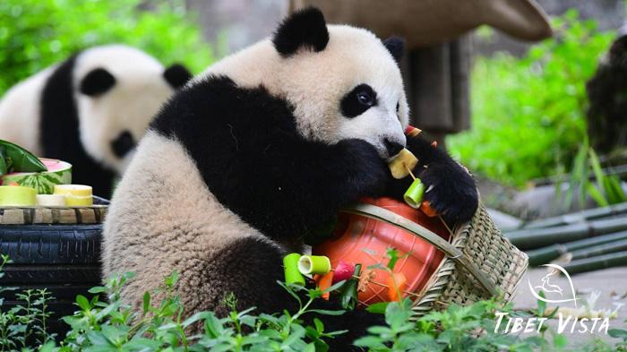 giant pandas at the Chengdu Panda Base