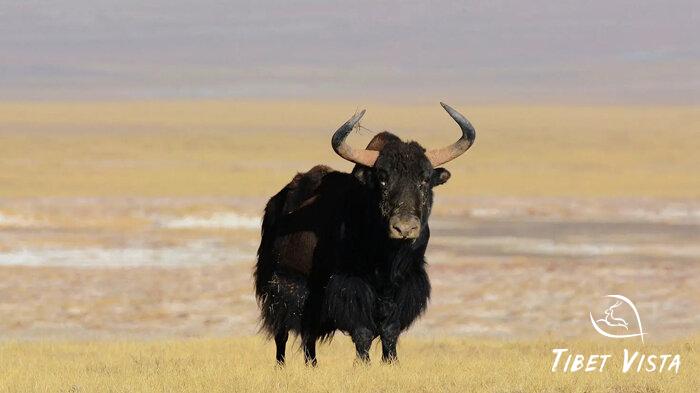 Wild Tibetan yaks in Tibet