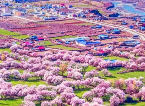 Pink Peach Blossom in Nyingchi