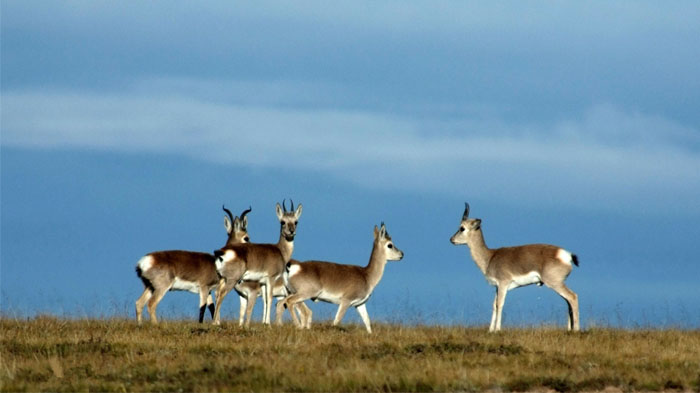 Tibetan antelopes