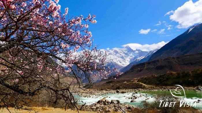 The scenery of peach blossoms in Nyingchi and Mount Namcha Barwa