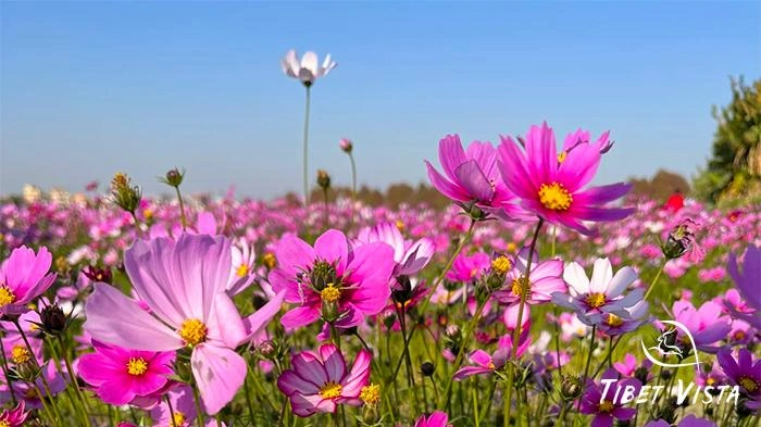 Blooming Gesang flowers