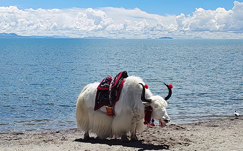 6 Days Lhasa to Namtso Lake Luxury Tour