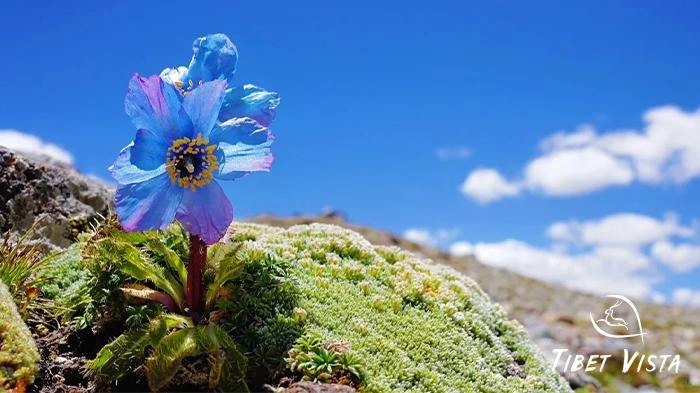 Meconopsis species in Tibet