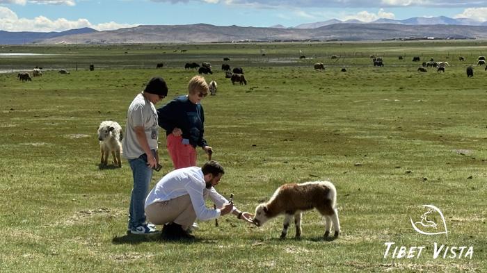 local Tibetan nomads
