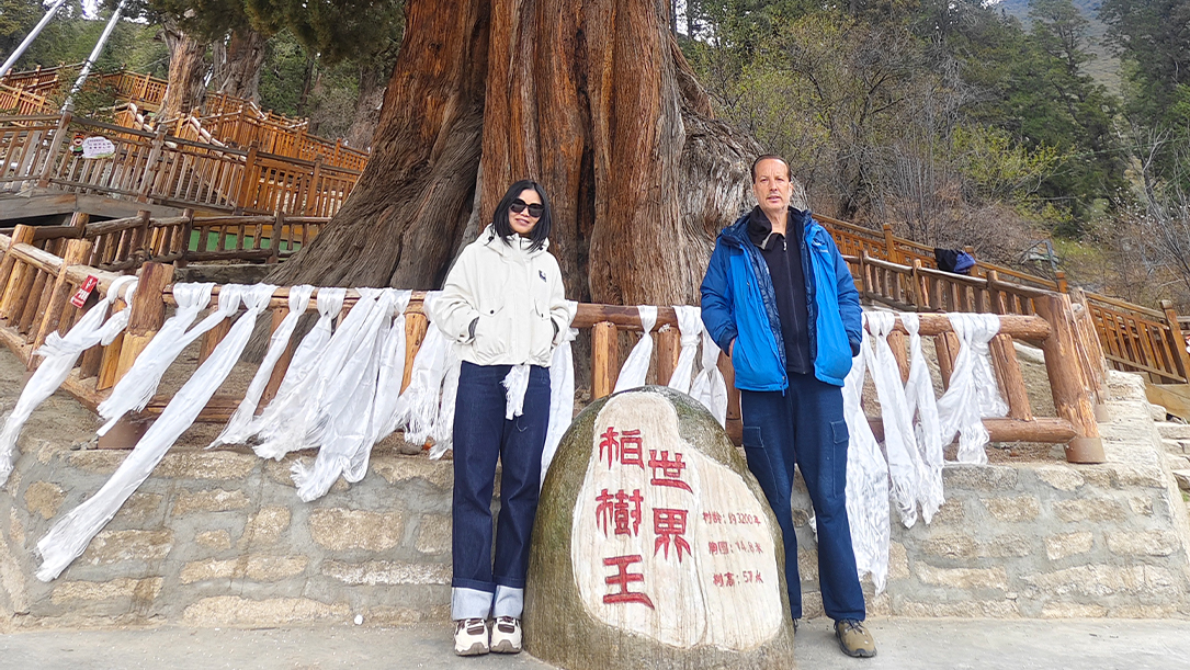 The century-old cypress tree in Linzhi