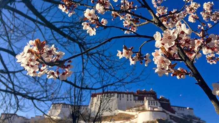 Potala Palace in spring