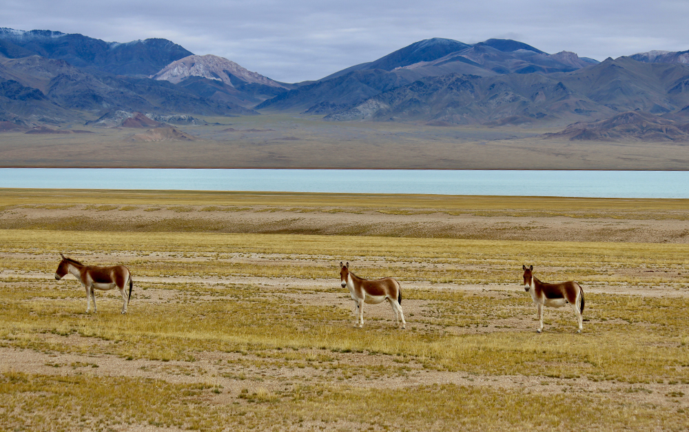 Witness wild animals along your road trip in Tibet