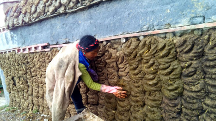 Tibetan build wall with yak dung