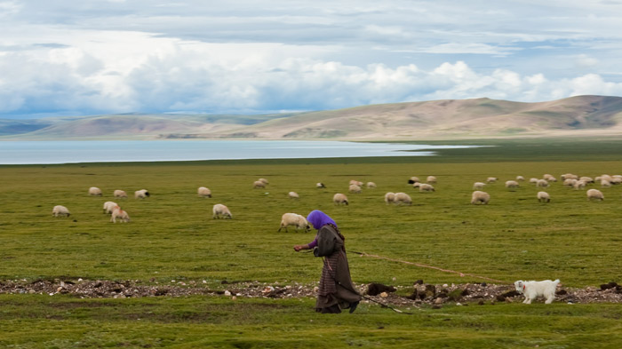 The Herds of Yak and Sheep 