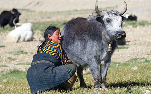 6 Authentic Ways to Connect with Locals and Enjoy a Real Tibet Tour