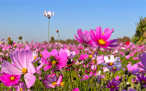 Flowers in Tibet: When and Where to See the Most Stunning Tibetan Blooms