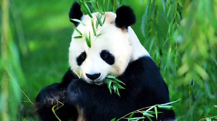 Giant Panda Sanctuaries