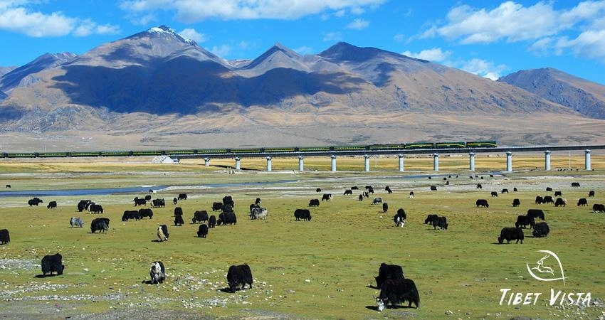 The stunning views along the famous Qinghai-Tibet railway