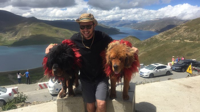 Take photo with Tibetan Mastiff