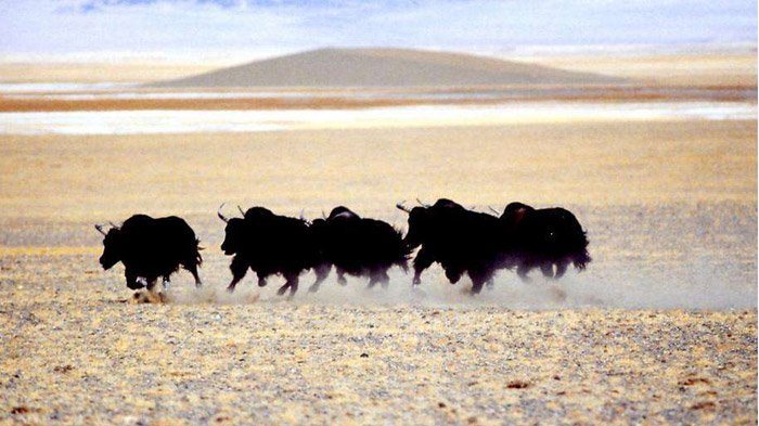 Wild animals in Tibet