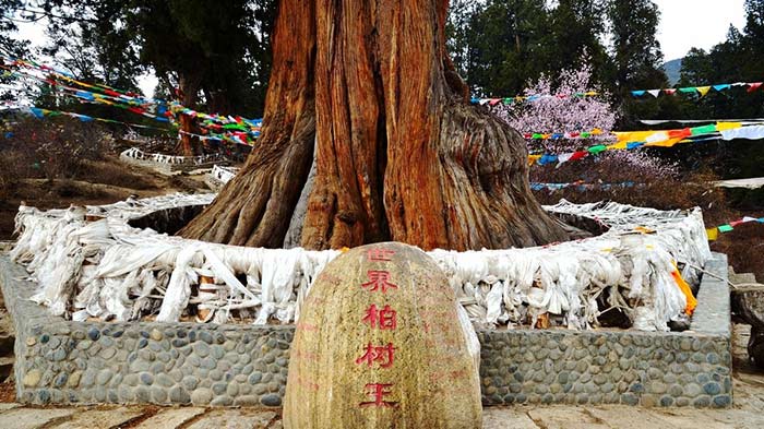 King Cypress Tree